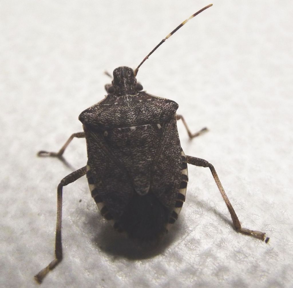 Pentatomidae: Halyomorpha halys